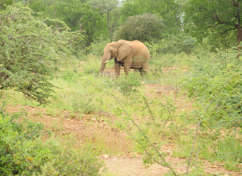 Elephants walked right past our lodge today!