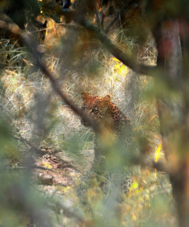 Winter Whispers and Leopard Games