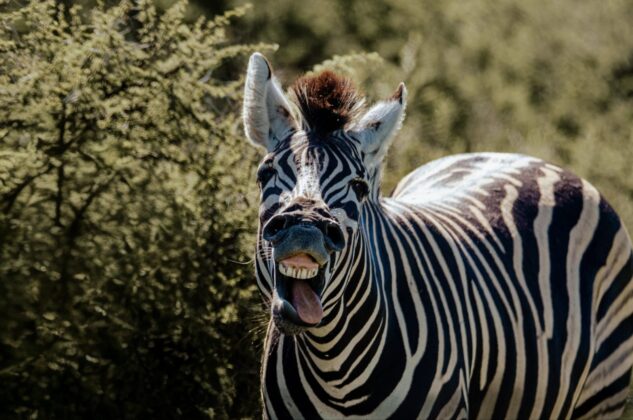 The Silly Zebra