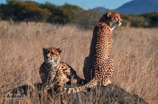 The Two Cheetah Brothers