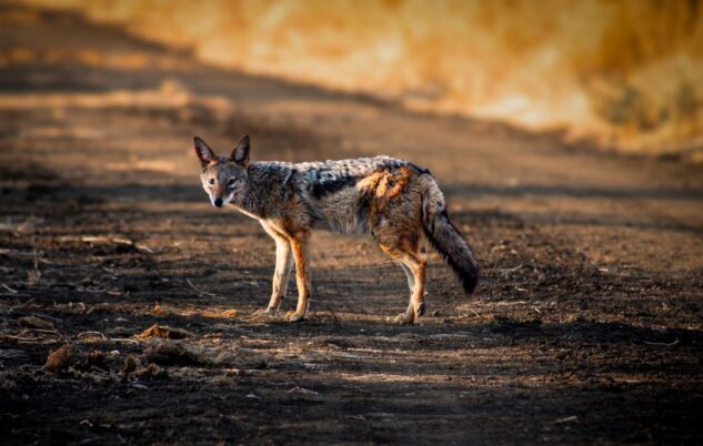Spotting a Black-Backed Jackal